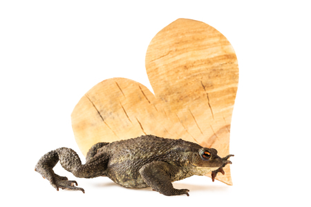 common toad Bufo bufo and wood heart as environment conceptの写真素材