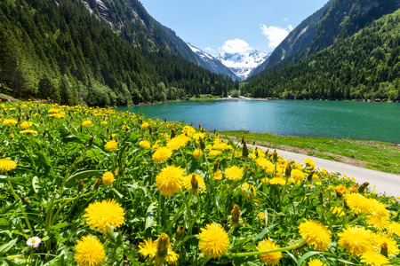 Idyllic summer landscape with mountain lake and yellow dandelion flowers in the foreground. Austria, Tyrol, Stillup Lake, Zillertalの写真素材