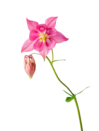 Pink flower of aquilegia or aquilegia vulgaris isolated on white. Image included clipping pathの写真素材