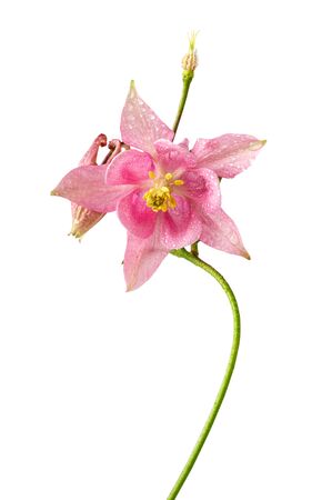 Pink flower of aquilegia or Aquilegia vulgaris fresh flower with water drops. Image included clipping pathの写真素材