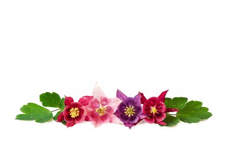 various of aquilegia flowers in a row isolated on white red pink purple fresh flowers with water dropsの写真素材