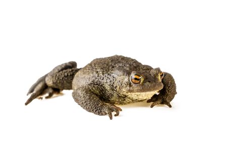 common toad Bufo bufo on white backgroundの写真素材