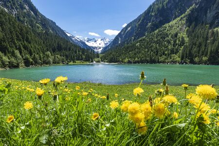 Mountains and lake landscape with flower meadows in early summer. Austria, Tyrol, Stillup Lake, Zillertalの写真素材