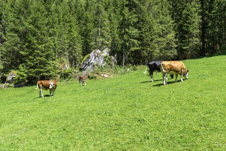 Grazing cows on alpine meadow, Austria, Tyrol Regionの写真素材