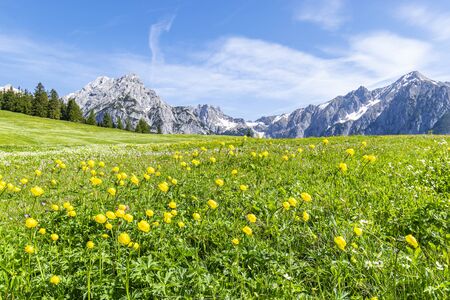 Summer alps landscape with flower meadows and mountain range in background. Photo taked near Walderalm, Austria, Gnadenwald, Tyrol Regionの写真素材