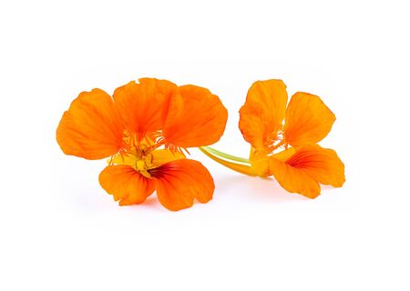 Nasturtium orange flowers. Tropaeolum majus isolated on whitの写真素材