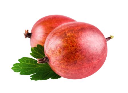 Gooseberries. Fresh gooseberries isolated with clipping pathの写真素材