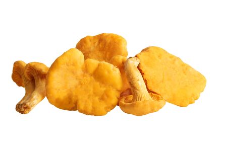 Chanterelles or golden chanterelle mushrooms isolated with clipping pathの写真素材
