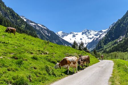 Cows grazing - alpine mountain landscapeの写真素材