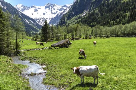 Cows on alpine meadow idyllic mountain landscape, Austria,Tirolの写真素材