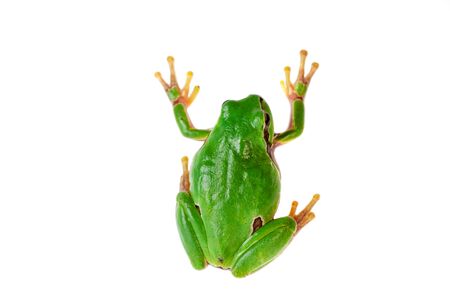 Green frog climbing on white background.の写真素材