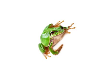 Green frog isolated on white background.の写真素材