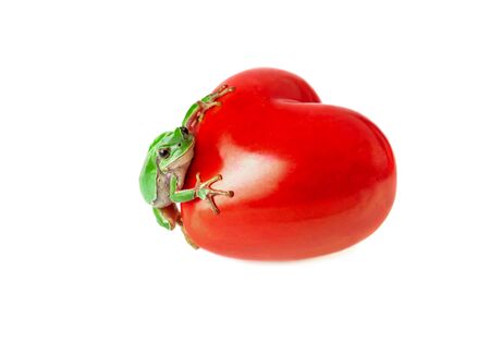 Green frog and red heart isolated on white background. Love or environmental concept.の写真素材