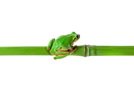 Green frog sitting on bamboo stick. Tree frog on bamboo isolated on white. Horizontal position image.の写真素材