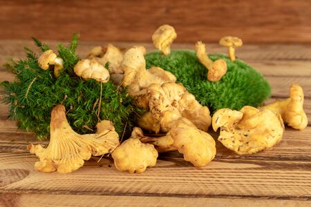 Pile of chanterelle mushrooms on wooden background. Chanterelle wild edible mushrooms.の写真素材