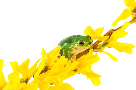 Green frog and yellow flowers. Tree frog sitting on flowering plant isolated on white background.の写真素材
