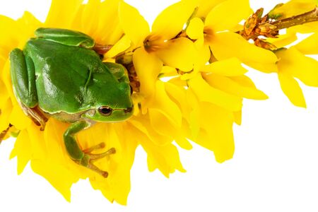 Green frog. Tree frog sitting on flowering plant isolated on white background. Environmental concept.の写真素材