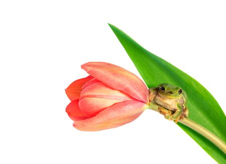 Green tree frog climbing on tulip flower on white backgroundの写真素材