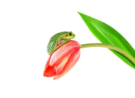 Green frog sitting on tulip flower. Tree frog on pink flower isolated on white background.の写真素材