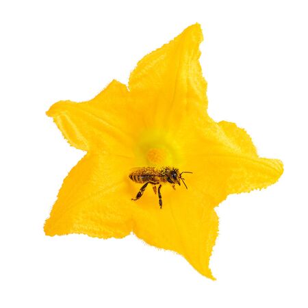 Bee as pollinators on yellow flower isolated on white. Honey bee as environment concept.の写真素材