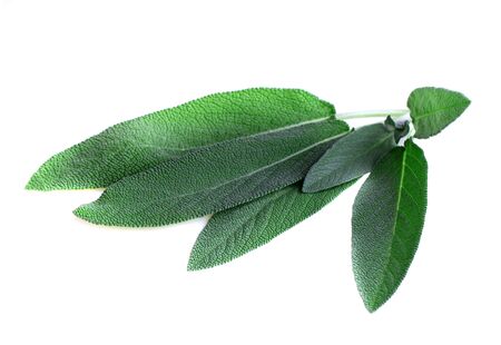 Sage leaves on white backgroundの写真素材
