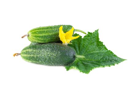 Cucumbers organic with cucumber leaves. Small cucumbers isolated on white backgroundの写真素材