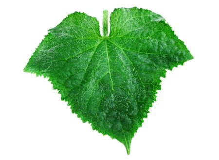 Cucumber leaf. One fresh green leaf of cucumber plants isolated on whiteの写真素材