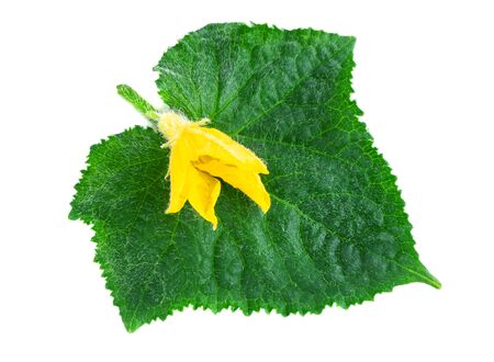Cucumber leaf with yellow flower of cucumber plants on whiteの写真素材