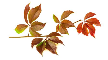 Fall color leaves of Virginia creeper or virgin ivy isolated on white background