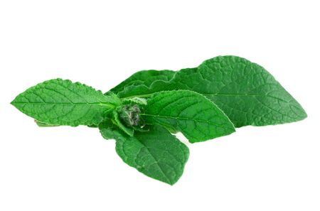 Borage or borretsch green plant isolated on white. (Borago officinalisの写真素材