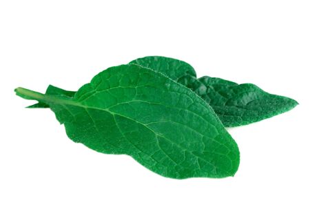 Borage or borretsch green leaves isolated on white. (Borago officinalis)の写真素材