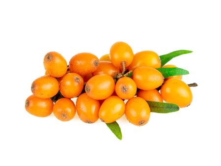 Buckthorn. Sea buckthorn fruit berries close-up on white backgroundの写真素材