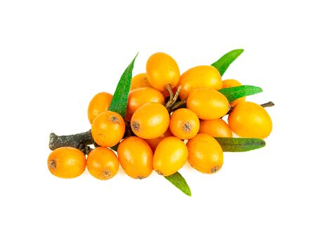 Buckthorn berries orange color in close-up isolated on white backgroundの写真素材