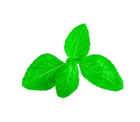 Close up of fresh basil leaf isolated on white backgroundの写真素材