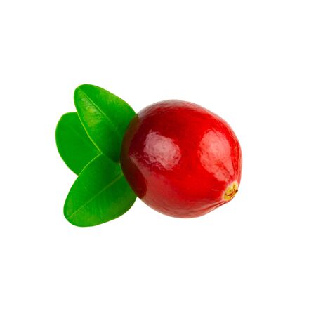 Cranberry with leaves in closeup. One cranberry isolated on white backgroundの写真素材