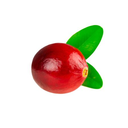 One cranberry in closeup. Red cranberry with leaf on white backgroundの写真素材