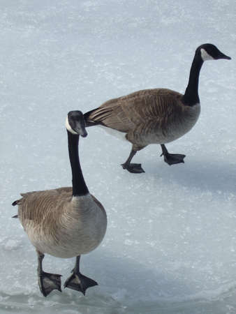 Canada Geese walking on iceの写真素材