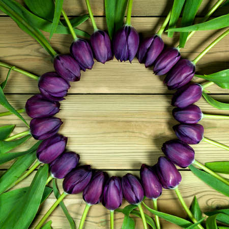 A square image of a bunch of purple tulips in a circle on a wooden background with space for text.の写真素材