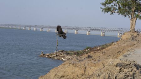 Birds natural place near riverのeditorial素材
