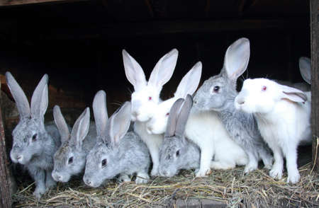 Multi-colored rabbitsの写真素材