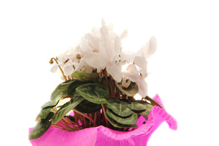 Small flower of a cyclamen on a white background の写真素材