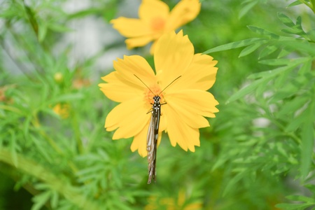 Closeup of colorful butterflies on  flowers.の写真素材