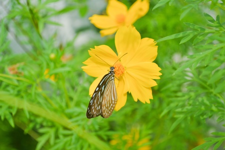 Closeup of colorful butterflies on  flowers.