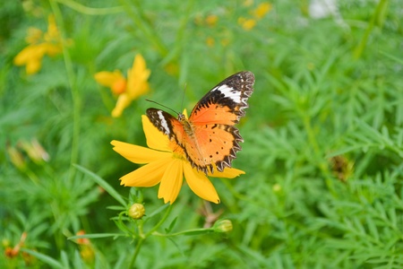 Closeup of colorful butterflies on  flowers.