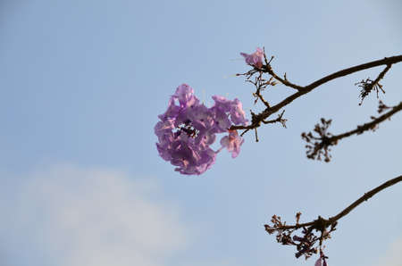 Purple flower and green leaves in the garden
