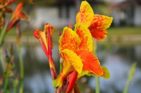 Orange flower and green leaves in the gardenの写真素材