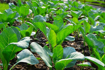 Kale on soil in the garden