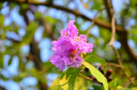 Purple flower and green leaves in the gardenの写真素材