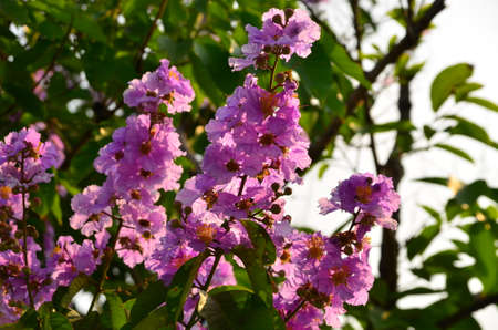 Purple flower and green leaves in the garden