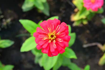 Pink flower and green leaves on the treeの写真素材